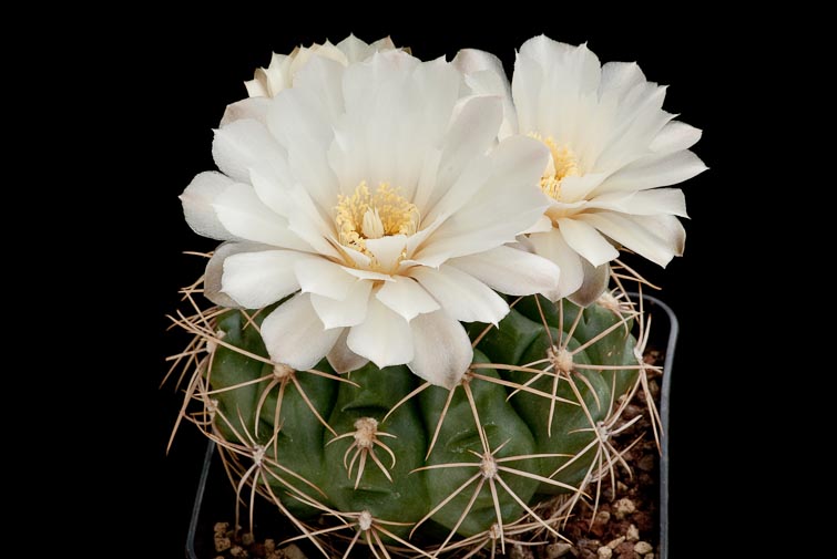 Gymnocalycium heuschkelianum